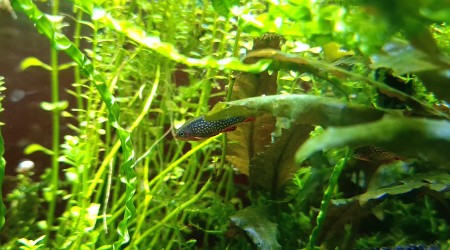 Pas de caillou mais des poissons