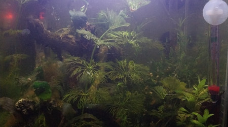 aquarium Le monde de Birdo