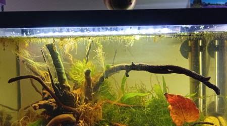 aquarium Thai Black Water