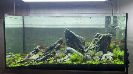 aquarium Iwagumi arlequin