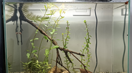 aquarium Le ptit bac à crevettes