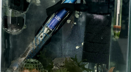 aquarium Neocaridina white pearl