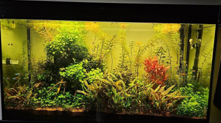 aquarium 200l communautaire