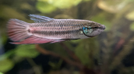 Mâle Betta smaragdina guitar