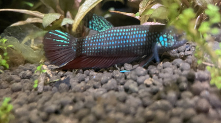 Mâle Betta smaragdina guitar