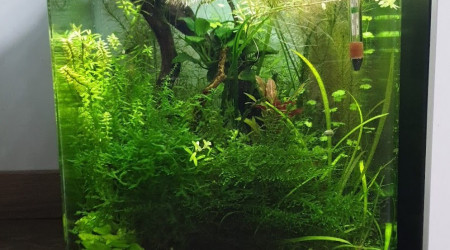 aquarium nano 30l amazonia