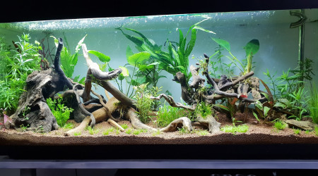 aquarium 120l amazonie
