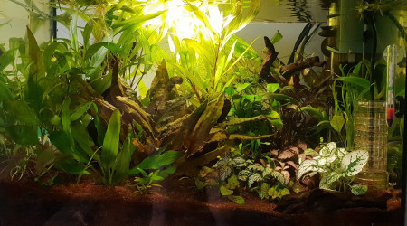 aquarium 50l