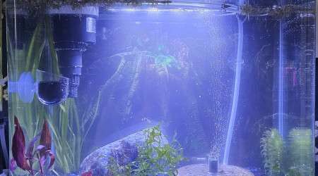 aquarium Femelles guppy