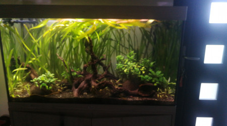 aquarium Bac 200L
