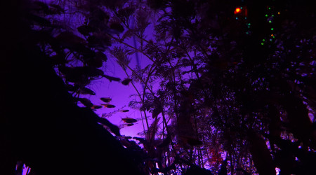 I see a little silhouetto...