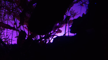 I see a little silhouetto...