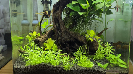 aquarium Nano cube 30 style amazonien