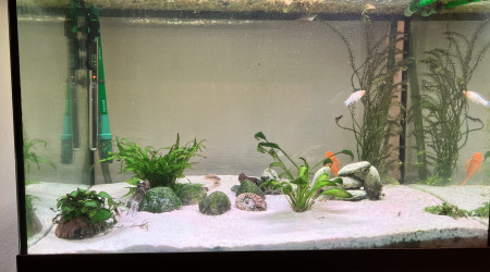 aquarium 220L