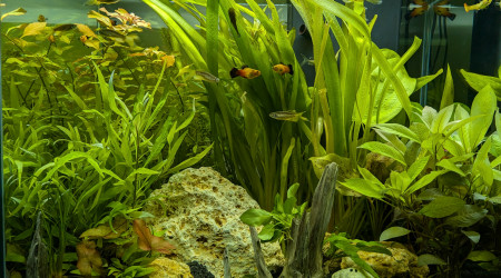 aquarium CIANO EMOTION PRO 60