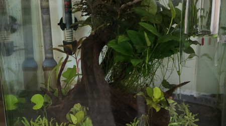 Apport CO2 journalière dans un nano cube