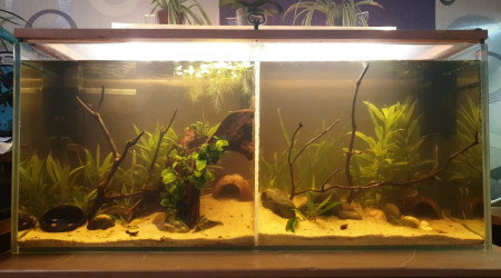aquarium Aquarium biotope amazonien