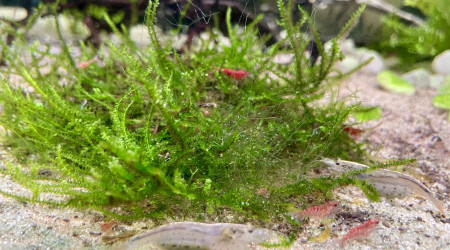 1ère repro des red cherry