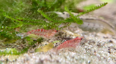 1ère repro des red cherry