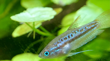 Introduction de premiers habitants