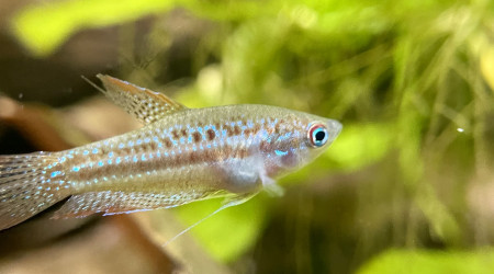 Introduction de premiers habitants