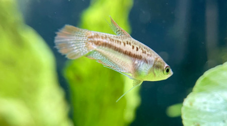 Introduction de premiers habitants