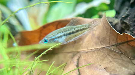 Introduction de premiers habitants