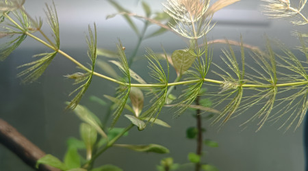 Le p'tit bac qui pousse