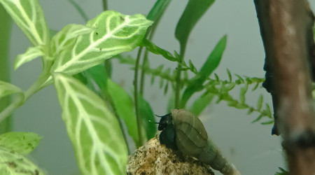 Le p'tit bac qui pousse