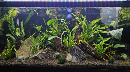 aquarium Aquarium 70L - Colonie Néocaridina