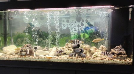 aquarium Tanganyika