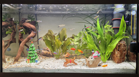 aquarium LE CANYON  OCCITAN