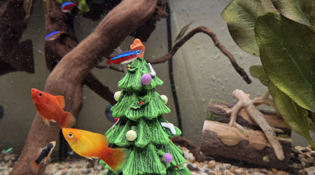 Aquarium en mode Noël