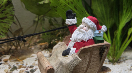 Aquarium en mode Noël