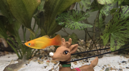 Aquarium en mode Noël