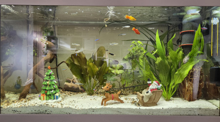 Tellement chouette d'avoir un aquarium