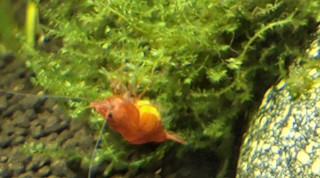 Naissances à venir?