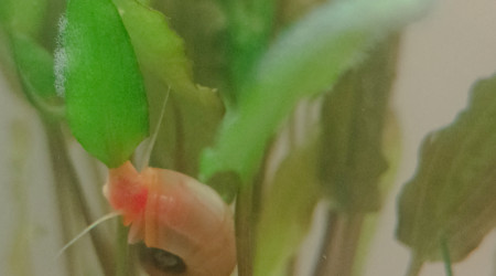 Le bac à crevettes, avec bubulles