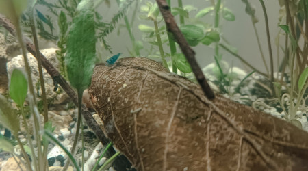 Le bac à crevettes, avec bubulles