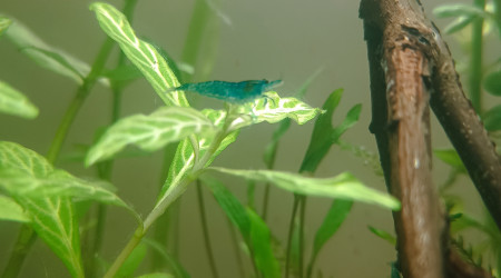Le bac à crevettes, avec bubulles