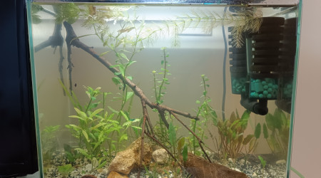 Le bac à crevettes, avec bubulles