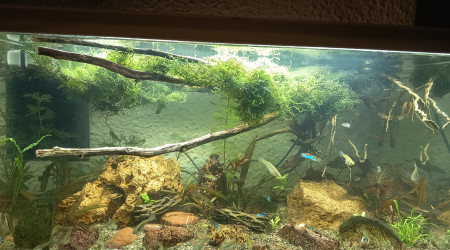 aquarium 60l