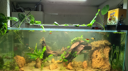 aquarium 240l