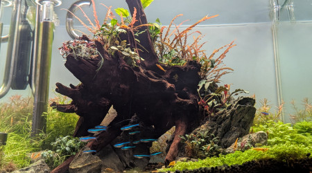 Poissons et crevettes