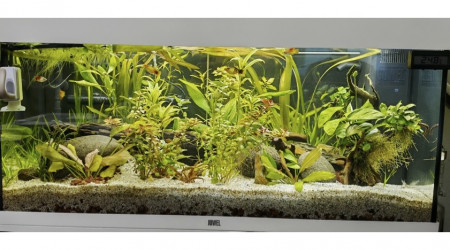 aquarium Juwel Rio 180