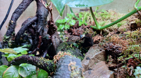 Paludarium carnivore !