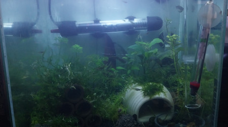 aquarium Le monde de Birdo