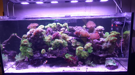 aquarium Reef 65