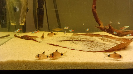 aquarium aqua-biotope