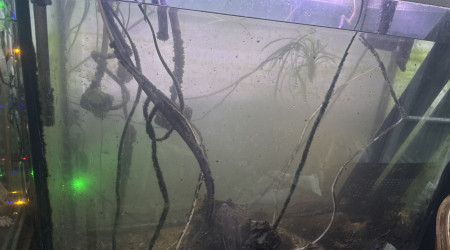 aquarium Arowana oscar pleckos